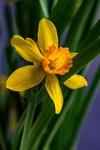 季节性家室内装饰和花水仙花盆水仙花花瓣绿色晴天黄色房子树叶水仙植物风格背景图片