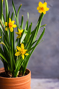 季节性家室内装饰和花水仙花盆花瓣水仙花黄色水仙晴天房子植物树叶绿色风格背景图片