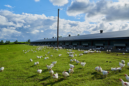 快乐而自由 一群鸡在农场外面的绿草地上优雅地走来走去的镜头图片