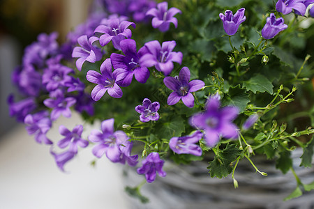 花椰子叶 Campanula 波斯或棒子雅各 紫铃篮中出售的紫铃花生长植物群蓝色紫色花束叶子植物学绿色宏观植物图片