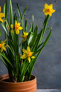 季节性家室内装饰和花水仙花盆花瓣绿色风格水仙花植物水仙黄色树叶房子晴天图片