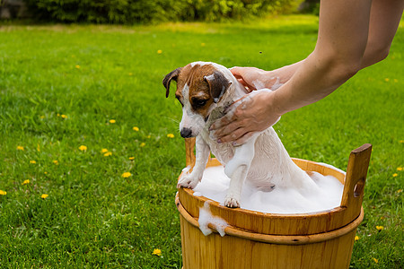 女主人帮宠物洗澡 她把狗洗得一干二净了  她叫杰克罗素泰瑞尔治疗花园草地淋浴泡沫气泡洗发水女性动物水滴图片