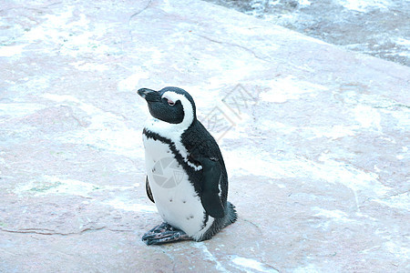 在动物公园里 紧贴一只美丽的企鹅图片