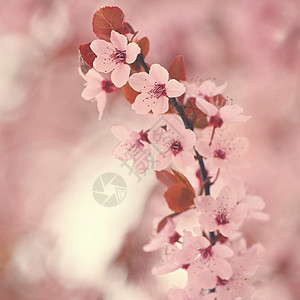 春天背景 蓝天下一棵树上有粉红樱桃花 在公园的春日里 有美丽的樱花植物学植物群季节花园艺术植物果园旅行花瓣图片