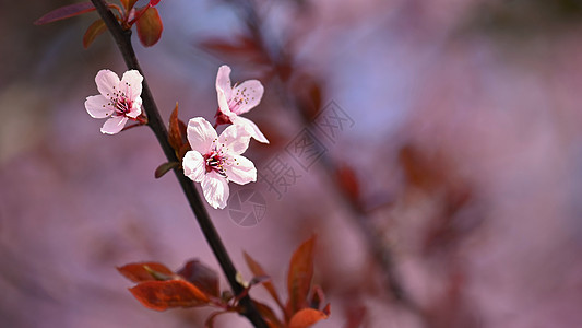 美丽的鲜花树 春的多彩背景和花朵 春天的自然 阳光明媚的一天植物天空场景植物群季节公园环境枝条樱花生长图片