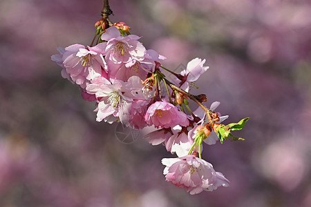 美丽的鲜花树 春的多彩背景和花朵 春天的自然 阳光明媚的一天花瓣樱花生长植物群季节植物花园环境天空公园图片