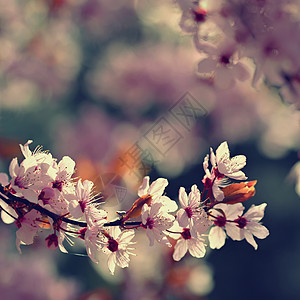 春天背景 蓝天下一棵树上有粉红樱桃花 在公园的春日里 有美丽的樱花植物学季节植物群艺术花瓣旅行花园植物果园图片