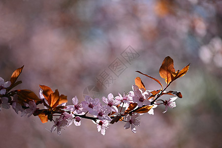 美丽的鲜花树 春的多彩背景和花朵 春天的自然 阳光明媚的一天植物学樱花植物环境季节公园枝条天空场景花园图片