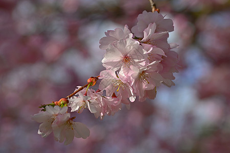 美丽的鲜花树 春的多彩背景和花朵 春天的自然 阳光明媚的一天枝条季节场景花园樱花植物天空花瓣环境公园图片