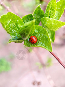 叶子上的虫 快关门环境植物学图像生物学图形季节甲虫宏观野生动物树叶图片