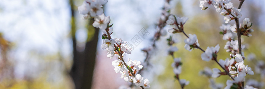 明日阳光明媚的春天 樱桃花朵与白金塔一起闪烁 粉红色樱花花树枝切开花园植物植物学天空果园公园季节宏观植物群樱花图片