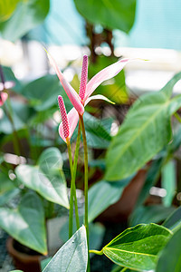 红色心形花 红掌花植物特写 异国情调的火烈鸟花 花园里盛开的原始粉红色红掌花 常用名称包括红掌 尾花晴天植物学火烈鸟热带气候植物图片