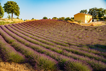 日落时长排开花的薰衣草 法国的薰衣草田 Valensole 背景中的房子 背光高原芳香线条香味疗法树木农村风景场地植物图片