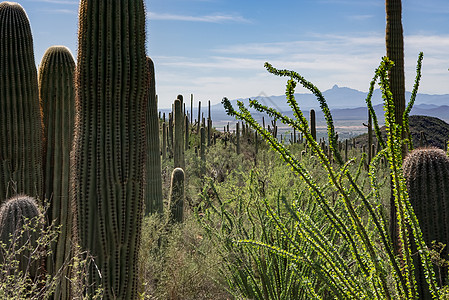 Saguaro国家公园仙人掌浏览量图片