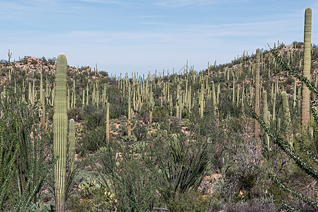 图克森亚利桑那州附近的萨瓜罗国家公园图片