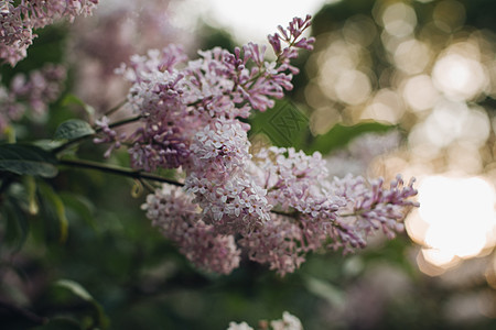 花朵的美丽背景 春天在一个盛开的公园里放紫色的花朵在春月中园艺衬套植物群花园植物学花瓣植物叶子蓝色季节图片