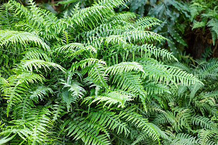 森林中蕨类植物的大绿色灌木 蕨类植物留下绿色的叶子 热带叶 异国情调的森林植物 植物学概念 丛林图片
