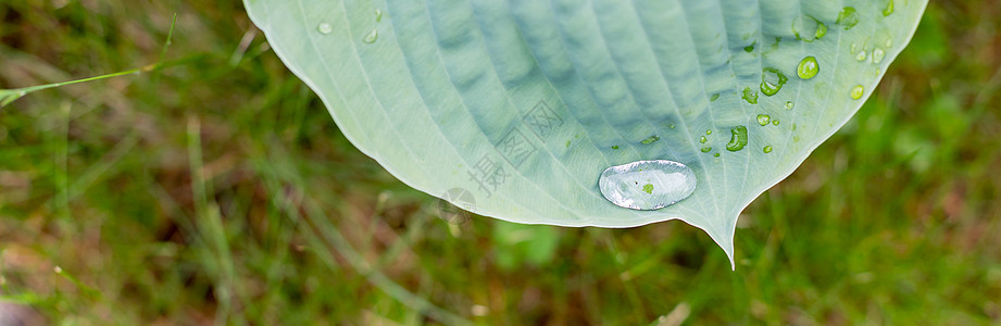 由水滴 天然绿色背景所覆盖的宿主叶 绿树叶上的雨水植物生态园艺飞沫生长墙纸植物群叶子植物学雨滴图片