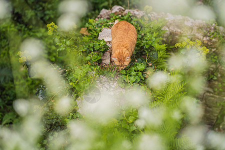 黑山有猫的城市科托尔街上的猫小猫动物建筑学哺乳动物流浪宠物街道旅游旅行橙子图片