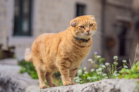 黑山有猫的城市科托尔街上的猫猫咪荒野旅游哺乳动物小猫毛皮宠物石头桌子动物图片