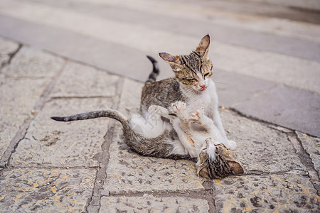 黑山有猫的城市科托尔街上的猫猫科猫咪哺乳动物橙子街道宠物小猫咖啡店动物毛皮图片