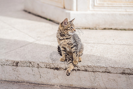 黑山有猫的城市科托尔街上的猫流浪猫科宠物咖啡店荒野栅栏眼睛毛皮建筑猫咪图片