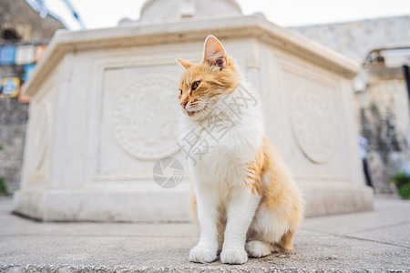 黑山有猫的城市科托尔街上的猫动物哺乳动物咖啡店猫咪旅游宠物毛皮流浪猫科荒野图片