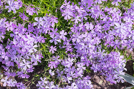 开花在草甸的紫色和福禄考subulata 福禄考锥形 许多美丽的紫色粉红色苔藓福禄考作为背景 选择性焦点图片