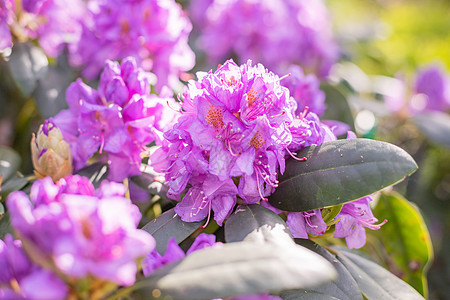 粉红色的杜鹃花 自然美 香气扑鼻 盛开的灌木丛 杜鹃花粉红色的花朵盛开 杜鹃花盛开粉红色和紫色的春天的花朵 园艺叶子灌木花瓣公园图片