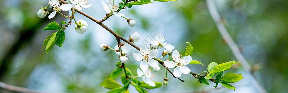 白色开花的苹果树 春天 春天的颜色 在阳光明媚的春日 花园里有白色和粉色苹果树花和蓝天的大树枝 网页横幅宏观植物群季节叶子生态园图片