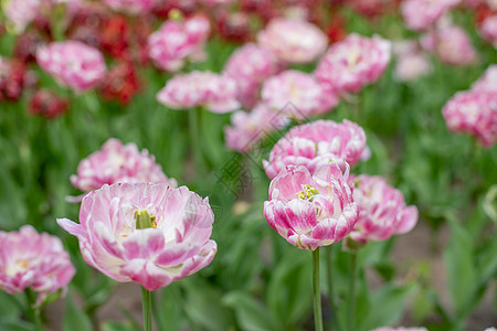一个阳光明媚的春日 在花园床上盛开的大型双粉红色郁金香 花卉桌面墙纸 在一个阳光明媚的日子里 蓬松的粉红色花瓣郁金香在花园里耀斑图片