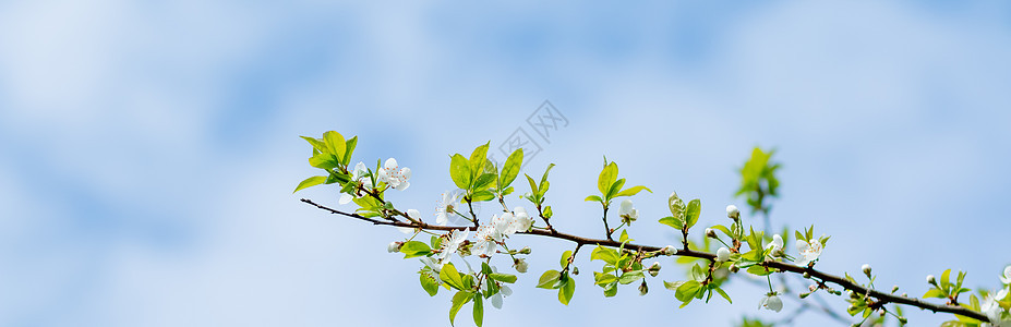 白色开花的苹果树 春天 春天的颜色 在阳光明媚的春日 花园里有白色和粉色苹果树花和蓝天的大树枝 网页横幅水果苹果花生长天空植物群图片