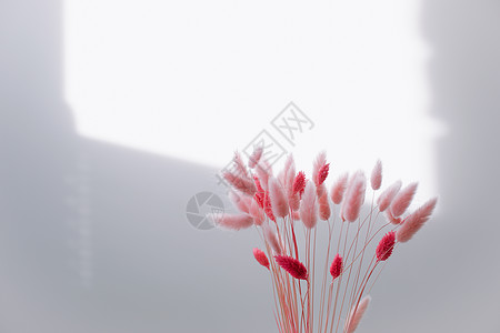 粉粉红色干冷藏阵列花在白色背景上与复制空间的静止生命墙纸宏观装饰花束风格植物家居花瓶植物群草本植物背景图片