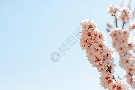 在阳光明媚的日子里 杏仁树的花朵映衬着蓝天 与开花的树和蓝天的美好的自然场面 春天的花朵 美丽的果园 文本的春天空间时期太阳叶子图片