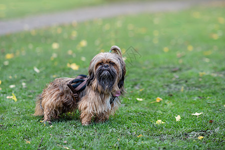 有趣的世津在秋秋天出去散步绿色棕色小狗毛皮宠物犬类猎犬动物白色朋友图片