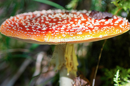 红苍蝇在森林背景之下 红苍蝇在草地上喷发蘑菇 阿玛尼塔穆斯卡里亚木头毒蘑菇菌类晴天心情地面侏儒橙子苔藓林地图片