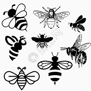 昆虫动物群 阴影 矢量说明 用于设计的蜂蜜图标标签动物翅膀词源蜂窝植物蜻蜓收藏天线插图图片