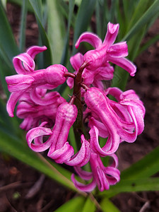 Hyacinth 东雅氏近身图片蓝色照片生长植物摄影园艺植物群紫色植物学图片