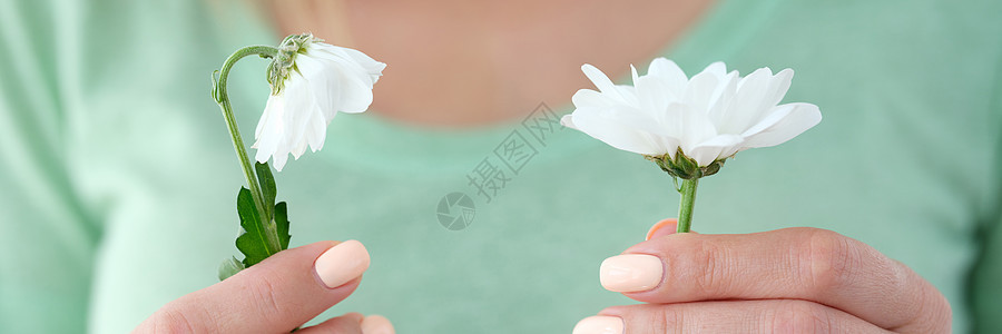 女人握着一个盛开的甘菊 一个枯萎图片