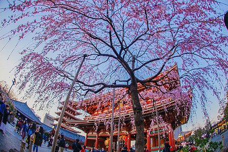 分枝樱花和浅草寺庙图片