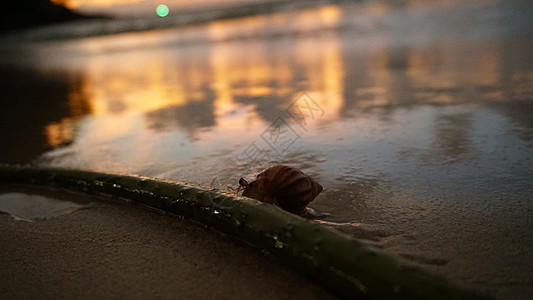 长着可爱眼睛的寄居蟹在沙滩上奔跑居民动物螃蟹海洋海浪生物家族贝壳野生动物贝类图片