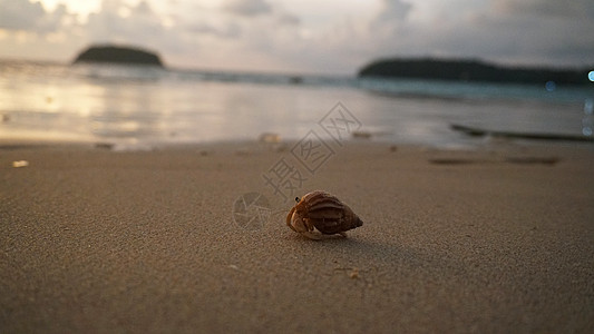 长着可爱眼睛的寄居蟹在沙滩上奔跑生活海浪贝壳日落居民野生动物旅行海洋贝类生物图片