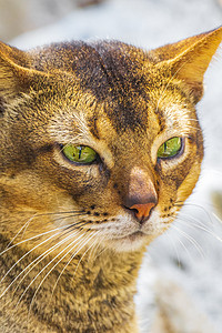 在墨西哥热带丛林里 一只绿眼睛的可爱可爱猫猫科毛皮荒野森林冒险公园野生动物树木宠物小猫图片