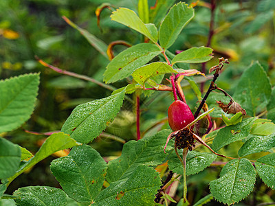 拉丁美洲 罗莎马哈利斯植物养分荒野多刺小枝药品食物水果野蔷薇木头图片