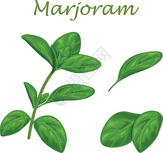 叶子和一枝马约拉姆的松果 一种辣类药用药草 用于调味草本植物标签蔬菜插图草图芳香手绘沙拉香菜绘画图片