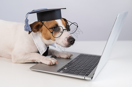 狗穿着眼镜 领带和学术帽 在笔记本电脑上工作帽子动物商务学习风镜教授办公室戏服中学大学图片