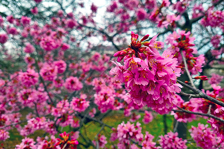 春天花园里樱桃亮丽的花朵枝图片
