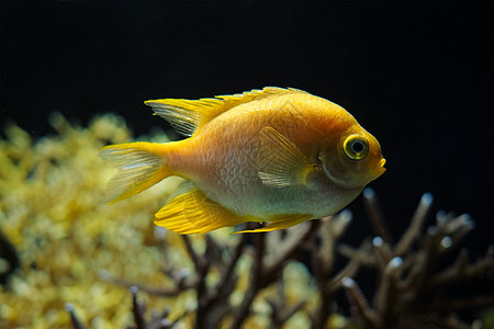 海上水下金金色无私鱼盐水海洋齿象珊瑚水族馆风景金黄色图片