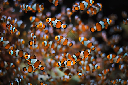珊瑚阿内莫尼鱼图片