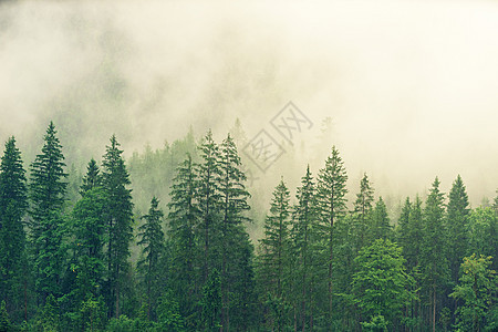迷雾的山岳景观 有森林林和古老的回旋式时尚空间木头远足旅行探索荒野公园薄雾风景松树顶峰图片